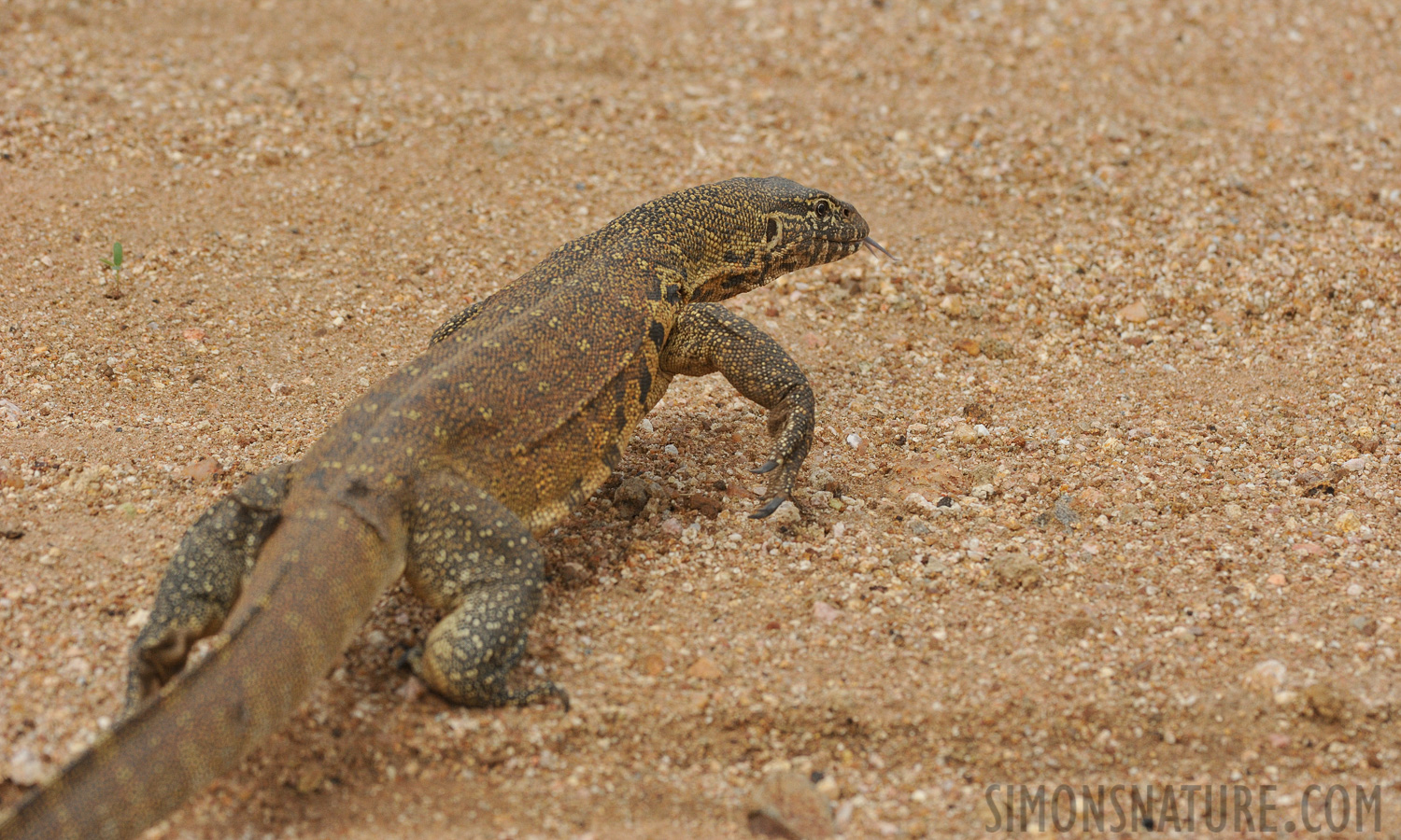 Varanus niloticus [280 mm, 1/3200 sec at f / 7.1, ISO 1600]